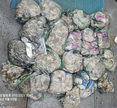 조황정보 - 9/3 쭈꾸미 조황 - 무창포 힐링호,배낚시,선상낚시,바다낚시,생활낚시,전문