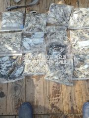 9/3일, 군산 쭈꾸미~점점 좋아지는 조황~~갑오징어는 보너스~내일도 갑니다~군산 범고래호
