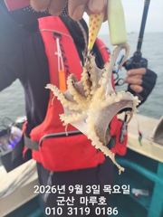 9월 3일  군산 마루호 쭈꾸미  최종조항~ ☆