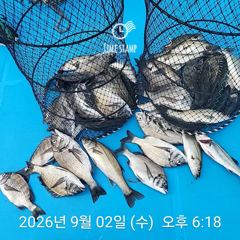 삼천포 내만권 감성돔