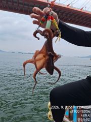 [사천] 부경호 3일 문어조황 !!! 문어, 쭈꾸미 예약 중 입니다. 항…