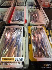 [진해] [갈치/텐빈/텐야]3일입항~금.토.일[내만갈치 출조]예약가능