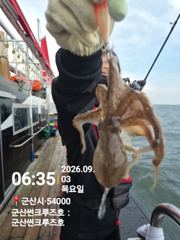 9월3일 군산썬크루즈호 쭈꾸미 다녀왔습니다  사진
