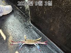 26년 9월 3일 인천 은아3호 오전오후 시간배 체험낚시 조항입니다~~ 사진