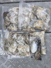 오늘의조황 - 헌터호 9월3일 쭈갑조황입니다!!! - 홍원항 항구낚시 사진
