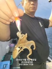 9/3일, 군산주꾸미~점점 좋은 물때로~좋아지는 쭈꾸미조황~군산 포세이돈호