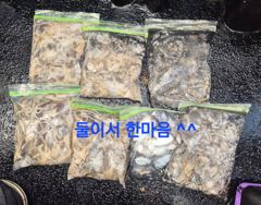 9월 3일 쭈꾸미 조황 사진