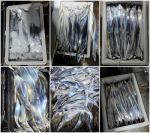 목화피싱 9/03일 목포 쭈꾸미낚시 조황 150~200수잡았죠!(야간 갈치낚시 출조 주간 쭈꾸미낚시 출조]
