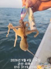 9월 4일 군산 마루호 쭈꾸미 실시간 조항 ~ ☆