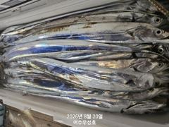 9월7일부터 대갈치 쿨러가득 잡으러 출조합니다