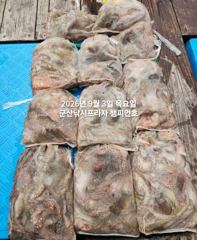 9/3일, 군산 주간문어~부쩍커진 문어들~~10분 대박조황~망탱이조황~9월문어출조합니다~~~군산 챔피언호 사진
