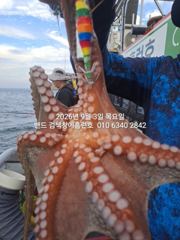 9월3일 대박조황 군산 홈런호 야간 문어 마무리 조황 입니다.수고 하셨습니다. 사진