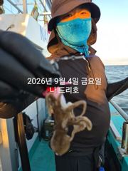 9/4일, 재미있는 군산주꾸미~ 오늘도 나오고 있어요~점점 좋아지는 쭈꾸미조황~군산  나드리호 사진
