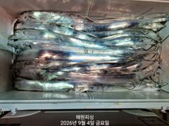 씨알좋은 내만갈치 폭풍입질 금,토,일요일 예약가능합니다