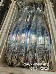4일새벽 우~와 씨알큰 내만갈치 퍼~ 담았어요~!! 오늘 예약가능