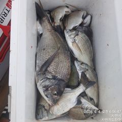 [사천] (사천저도좌대&펜션)9윌3일 저도 야영낚시 조황