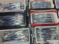 [진해] 우와~4일새벽,내만칼치 3지까지 어마어마 전원퍼담고 초대박~예약…