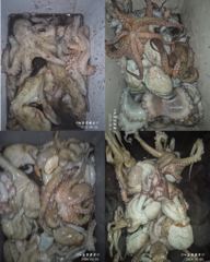 [고흥,녹동] <고흥녹동> 청룡호 오후반6시간 돌문어 핫조황!! 사진