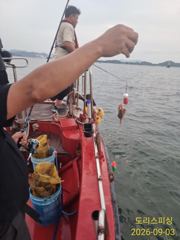 토요일 짬낚 갑오징어 자리여유 사진