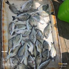 [고성] 병산9/4 감성돔 마리수 선외기 흘림조황~~ 사진