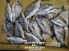 유촌 형만레저 선외기 감성돔 흘림 조황입니다 내일여유 사진