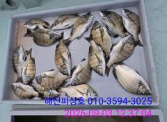 [고성] 해신피싱호 감성돔 조황입니다. 사진
