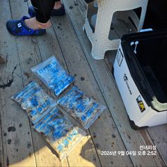 태안 안면도 쭈꾸미낚시 200수 다량!!! 사진