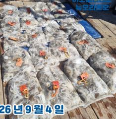<뉴오리온호> 쭈꾸미 종일 마무리 조황(4일)-함께해주신 조사님들 수고하셨습니다. 사진