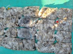 9/4일, 군산주꾸미~ 망탱이 조황, 좋아요 ~점점 좋아지는 쭈꾸미조황~군산 나드리호 사진