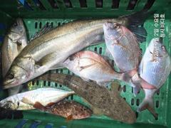 9/2일.참돔.왕전갱이.농어,부시리외 조황.