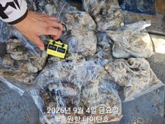 오늘의조황 - [홍원항타이탄호] 9월4일(금) 쭈꾸미 낚시 4일차 조황!! - 홍원항 블랙펄호,배낚시,바다낚시,광어 다운샷, 참돔 타이라바, 백조기, 주꾸미, 갑오징어, 우럭