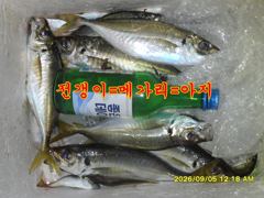 [울산] 9월4일 장생포 동네낚시 밤짬낚 전갱이 조황