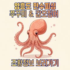 9월 4일 쭈꾸미 조황 사진