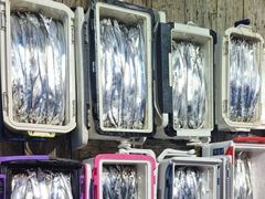 [진해] 내만갈치,어마어마 2지3지 막퍼담고 오늘출항,토,일,월,화,수,… 사진