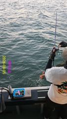 실시간 조황 - 돌문어가 퍽퍽퍽~^^ 사진