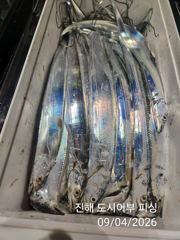 씨알큰 내만갈치 전원 쿨러 빵빵~ 퍼~담고~!! 일요일부터 예약가능 사진