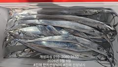 [진해] 내만 갈치 텐빈 은빛 갈치 마릿수 조황 오늘 무조건 출항 자리여…