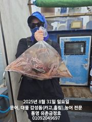 [통영] 통영 금정호 문어선상낚시 다음주부터 정상출항합니다