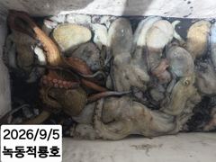 금일 조황 올려드려요