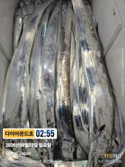 내만갈치 오늘출항확정! 마감임박! 예약가능 전화주세요~
