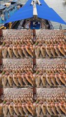 [고흥,녹동] 260903 녹동제니스2호 붉바리대박조황 51,,5짜급포함 한판…