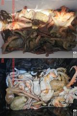 [진해] <<오늘 돌문어 악천후속에서도 장원18수외-월요일부터예약가능>> 사진