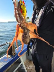 [고성] 가을문어 다녀왔습니다 사진