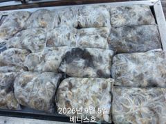 ★★ 9/5 [군산대일피싱] 베니스호 쭈꾸미 대박조황~ 갑이도 보이고있습니다.~ 사진