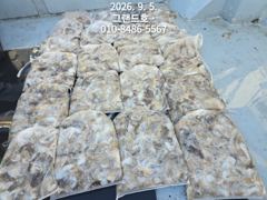 9월5일 그랜드호 쭈꾸미 전체 마릿수 굿 조황입니다!