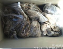 쭈갑백문조황 - 다음주 황금물때!!! 왕 쭈꾸미 느나느나!! 오늘도 대박 조황~!!! 추석연휴도 정상출조!! - 무창포총각피싱선상낚시배낚시 사진