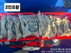 오늘의조황 - 09월 04일 오천항VIP호 쭈꾸미&갑조황 - 오천항 VIP호,배낚시,선상낚시 출조 사진