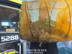 9월 5일 쭈꾸미 조황 사진