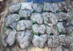 조황정보 - 9/5 쭈꾸미 조황 - 무창포선상낚시 사진