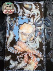 여수 짱구호 9월5일(토) 문어 조황 사진